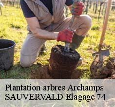 Plantation arbres