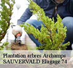 Plantation arbres