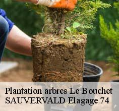 Plantation arbres