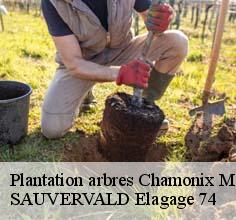 Plantation arbres