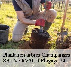 Plantation arbres