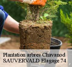 Plantation arbres