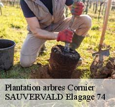 Plantation arbres