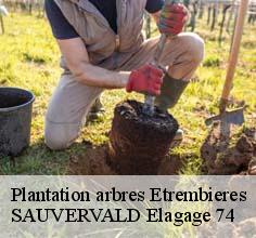 Plantation arbres
