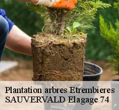 Plantation arbres