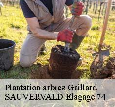 Plantation arbres