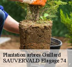 Plantation arbres