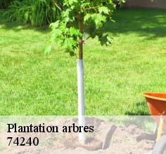 Plantation arbres