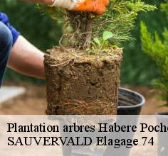 Plantation arbres