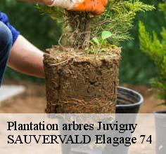 Plantation arbres