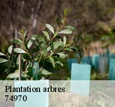 Plantation arbres