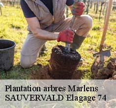 Plantation arbres