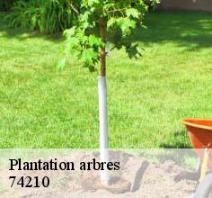 Plantation arbres