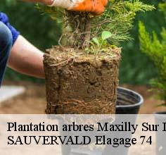 Plantation arbres