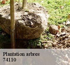 Plantation arbres