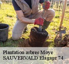 Plantation arbres