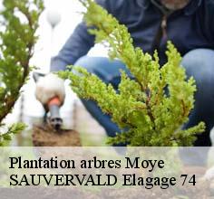 Plantation arbres