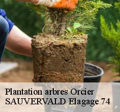 Plantation arbres