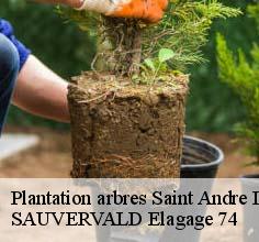 Plantation arbres