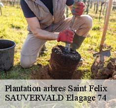 Plantation arbres