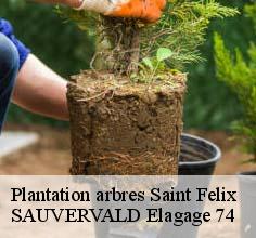 Plantation arbres