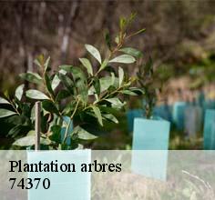 Plantation arbres