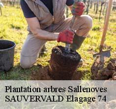 Plantation arbres