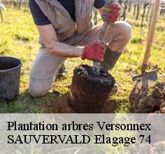 Plantation arbres