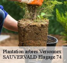 Plantation arbres