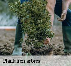 Plantation arbres