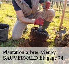 Plantation arbres