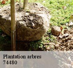 Plantation arbres